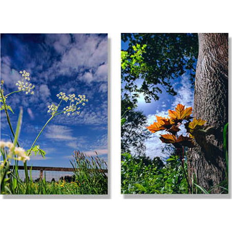 Fall for Spring