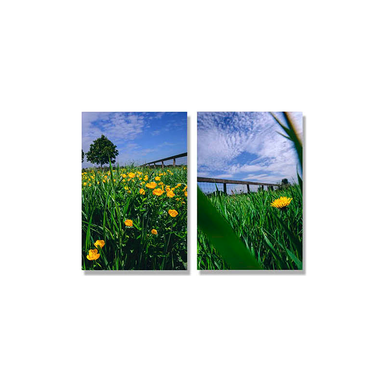 High Grass
