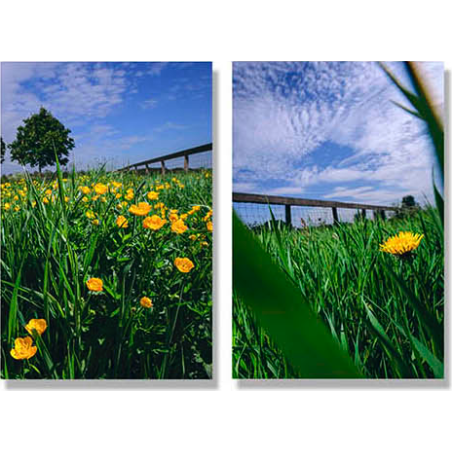 High Grass